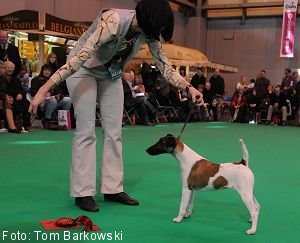 Glatthaar-Foxterrier Aggi v.d. Bismarckquelle