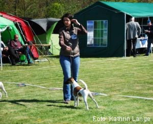 Glatthaar-Foxterrier Aggi v.d. Bismarckquelle