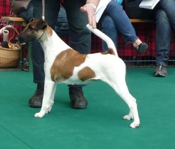 Drahthaar Foxterrier Aggi v.d. Bismarckquelle