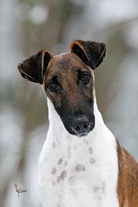 Drahthaar Foxterrier Aggi v.d. Bismarckquelle