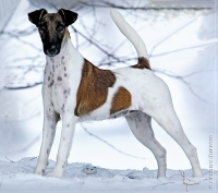 Glatthaar Foxterrier Aggi v.d. Bismarckquelle