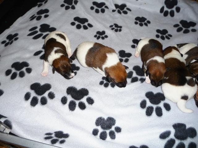 Glatthaar Foxterrier Welpen