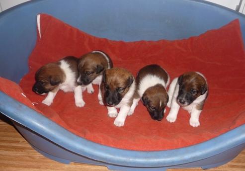 Glatthaar Foxterrier Welpen