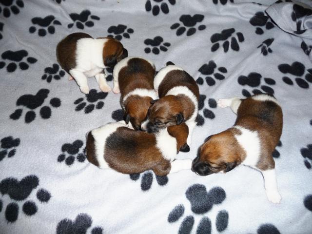 Glatthaar Foxterrier Welpen
