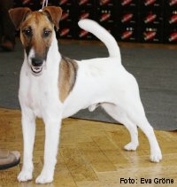Bild: Foxterrier Agria Zipper