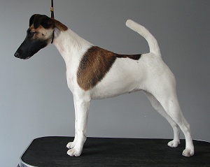 Glatthaar Foxterrier Be-Be v.d. Bismarckquelle