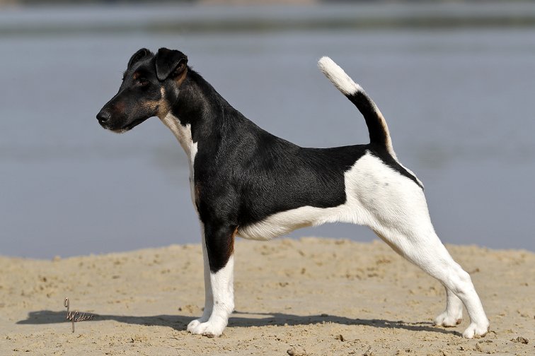 Glatthaar Foxterrier Cher v.d. Bismarckquelle