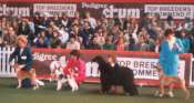 Photo: Junior Handling Crufts