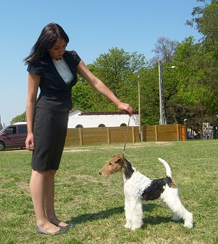 Drahthaar Foxterrier Darco v.d. Bismarckquelle