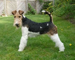 Drahthaar-Foxterrier Dodo v.d. Bismarckquelle