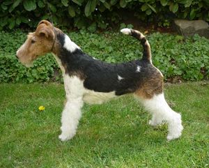 Drahthaar-Foxterrier Dodo v.d. Bismarckquelle