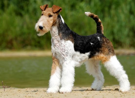 Drahthaar Foxterrier Dodo v.d. Bismarckquelle
