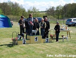 Drahthaar-Foxterrier Dodo v.d. Bismarckquelle