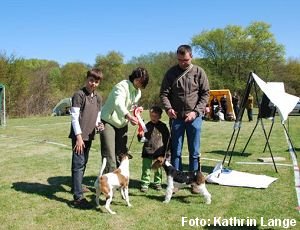 Drahthaar-Foxterrier Dodo v.d. Bismarckquelle