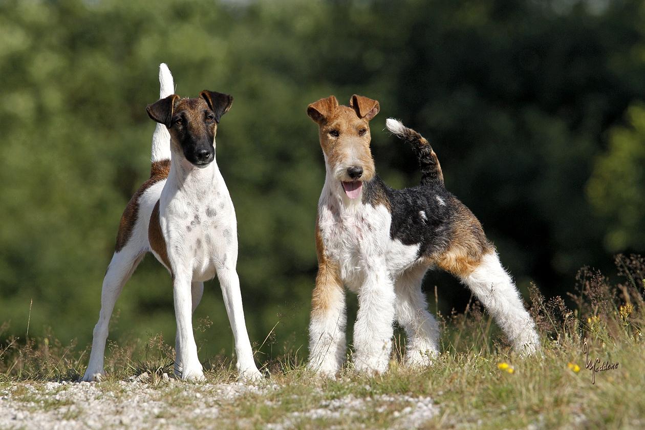 Bild: Glatthaar- und Drahthaar-Foxterrier von der Bismarckquelle