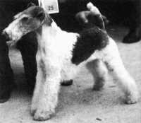 Bild vom getrimmten Foxterrier