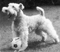 Bild vom geschorenen Foxterrier