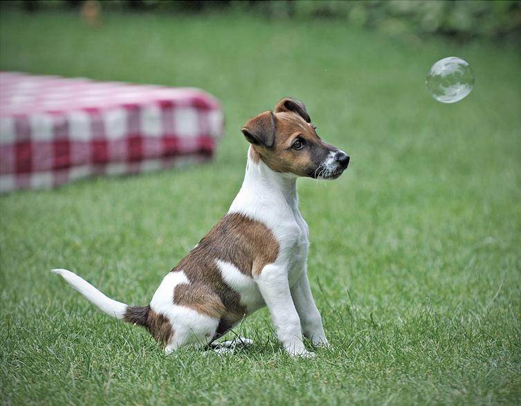 Bild: Glatthaar-Foxterrier Rübe von der Bismarckquelle