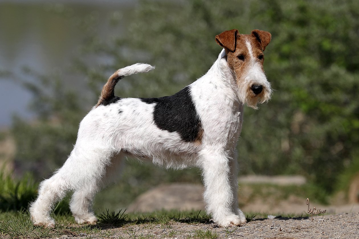 Bild: Drahthaar Foxterrier Ilaria v.d. Bismarckquelle