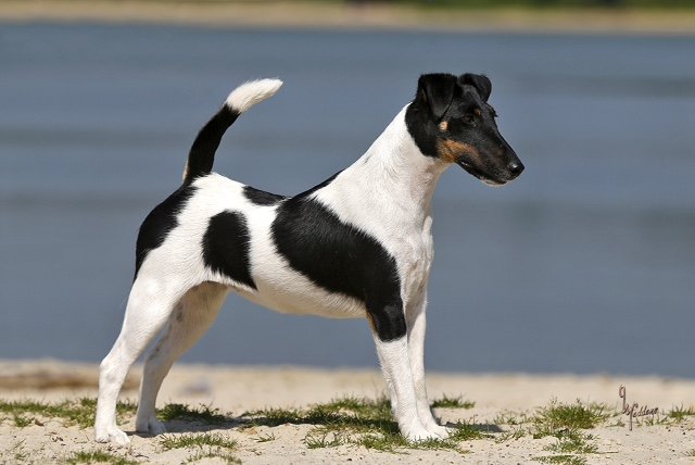 Glatthaar Foxterrier Jes v.d. Bismarckquelle