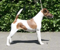 Bild: Foxterrier Joy v.d. Bismarckquelle