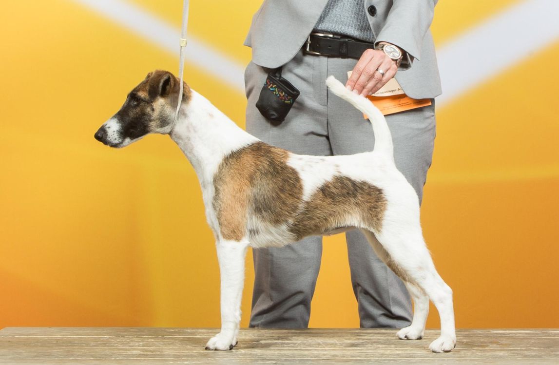 Bild: Foxterrier Kea v. d. Bismarckquelle