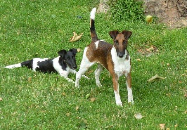 Glatthaar-Foxterrier