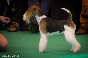 Glatthaar Foxterrier Legra v.d. Bismarckquelle