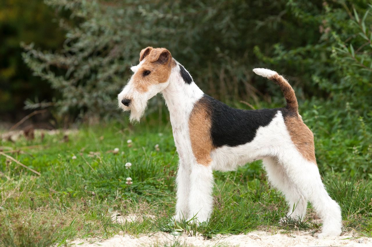 Bild: Drahthaar Foxterrier Lif v.d. Bismarckquelle