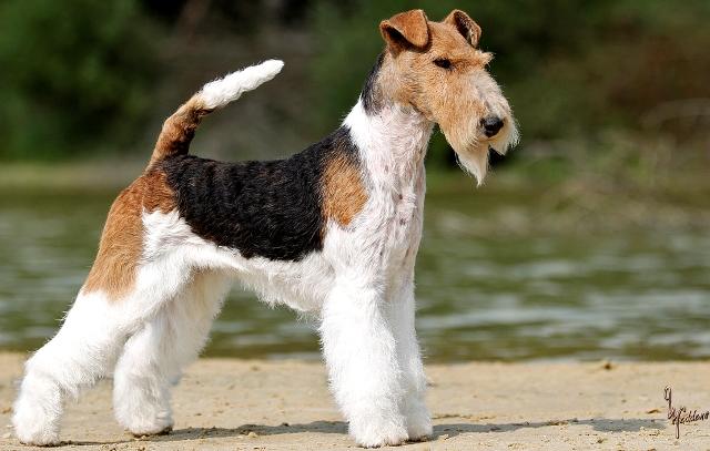 Drahthaar Foxterrier Prada v.d. Bismarckquelle