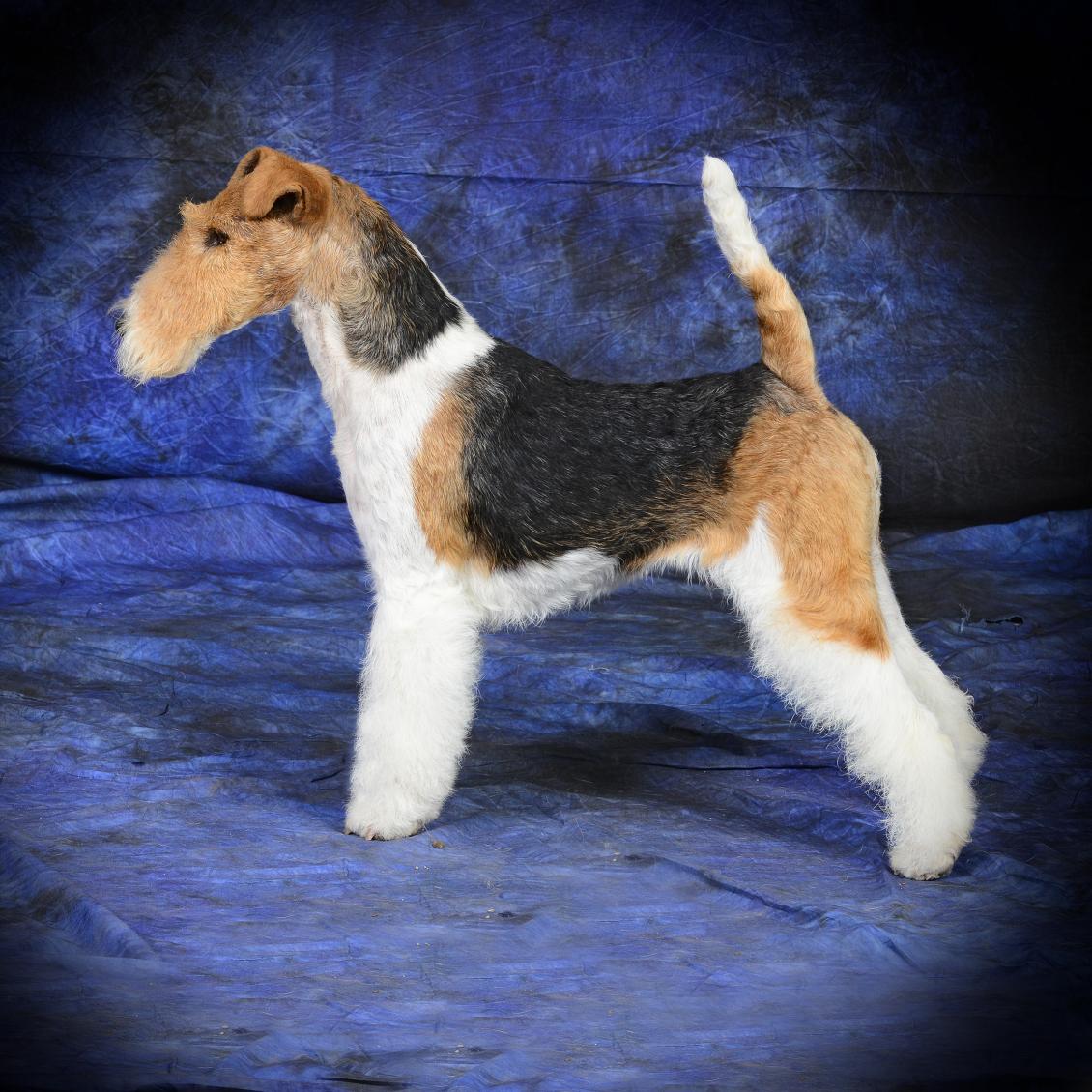 Glatthaar Foxterrier Luna v.d. Bismarckquelle