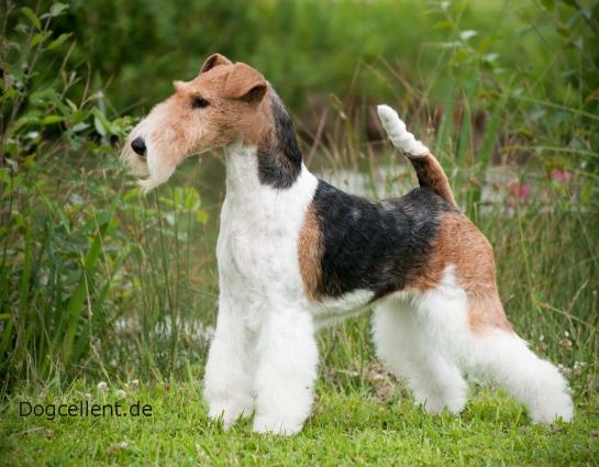 Drahthaar Foxterrier Luna v.d. Bismarckquelle