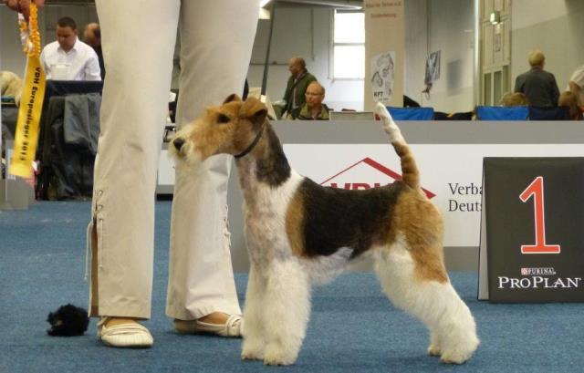 Glatthaar Foxterrier Luna v.d. Bismarckquelle