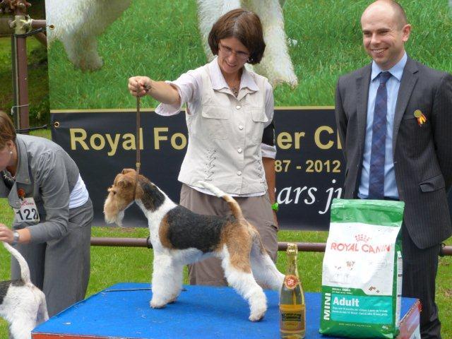 Drahthaar Foxterrier Luna v.d. Bismarckquelle