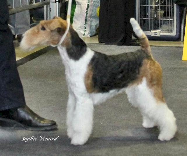 Glatthaar Foxterrier Luna v.d. Bismarckquelle