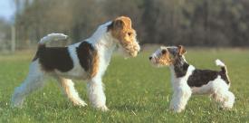 Bild: Drahthaar-Foxterrier mit Welpe