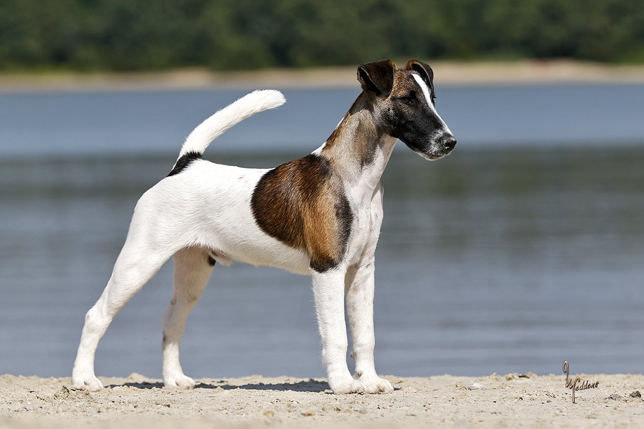 Glatthaar Foxterrier Jes v.d. Bismarckquelle