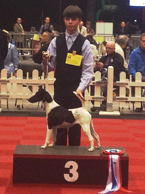 Bild: Kinder mit Drahthaar Foxterrier