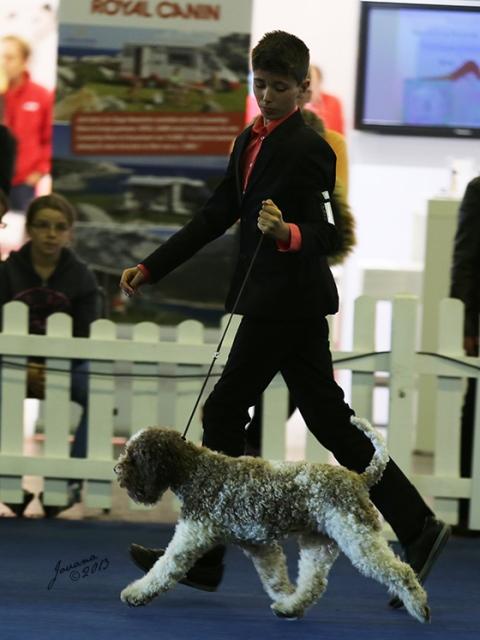 Glatthaar Foxterrier Percy v.d. Bismarckquelle