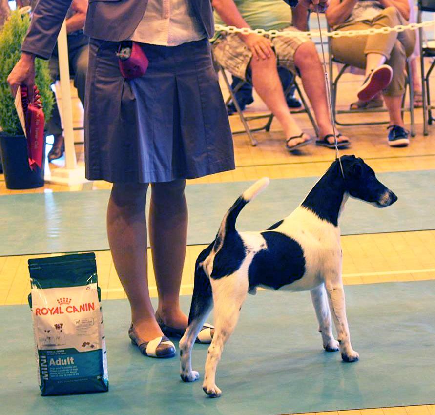 Glatthaar Foxterrier Percy v.d. Bismarckquelle