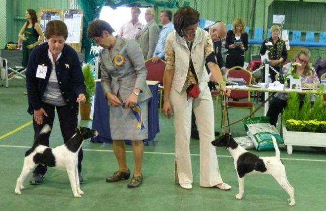 Drahthaar Foxterrier Percy v.d. Bismarckquelle und Prada v.d. Bismarckquelle