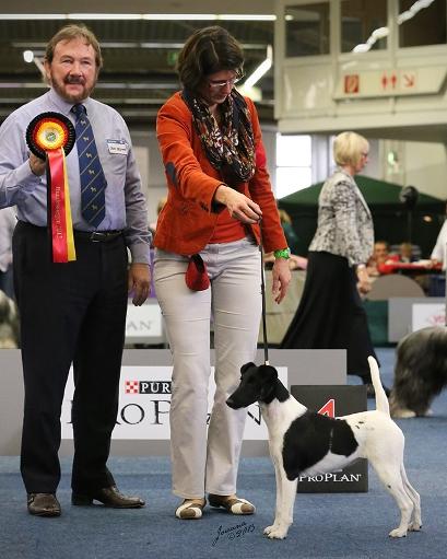 Glatthaar Foxterrier Prada v.d. Bismarckquelle