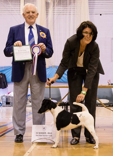 Glatthaar Foxterrier Prada v.d. Bismarckquelle