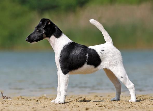 Drahthaar Foxterrier Prada v.d. Bismarckquelle