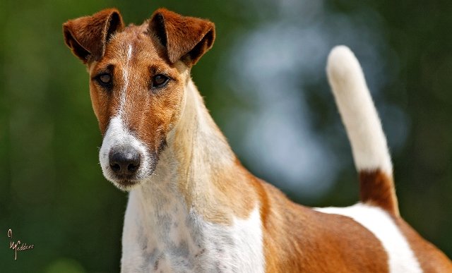 Bild: Foxterrier Residenset's Privat Pose of Toofo