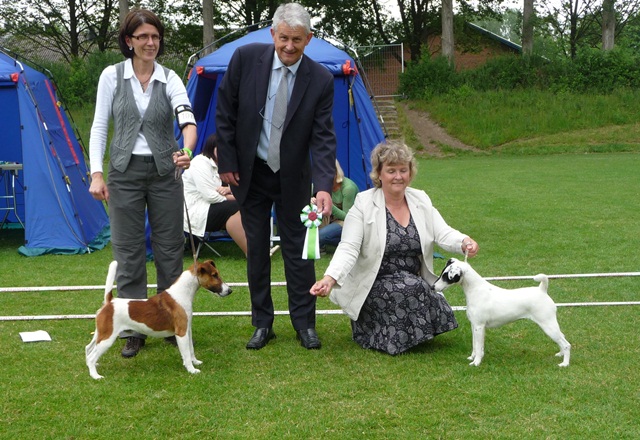 Glatthaar-Foxterrier