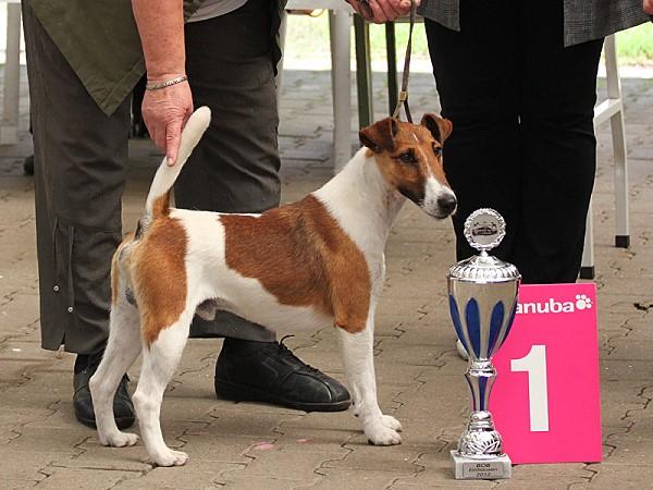 Glatthaar-Foxterrier