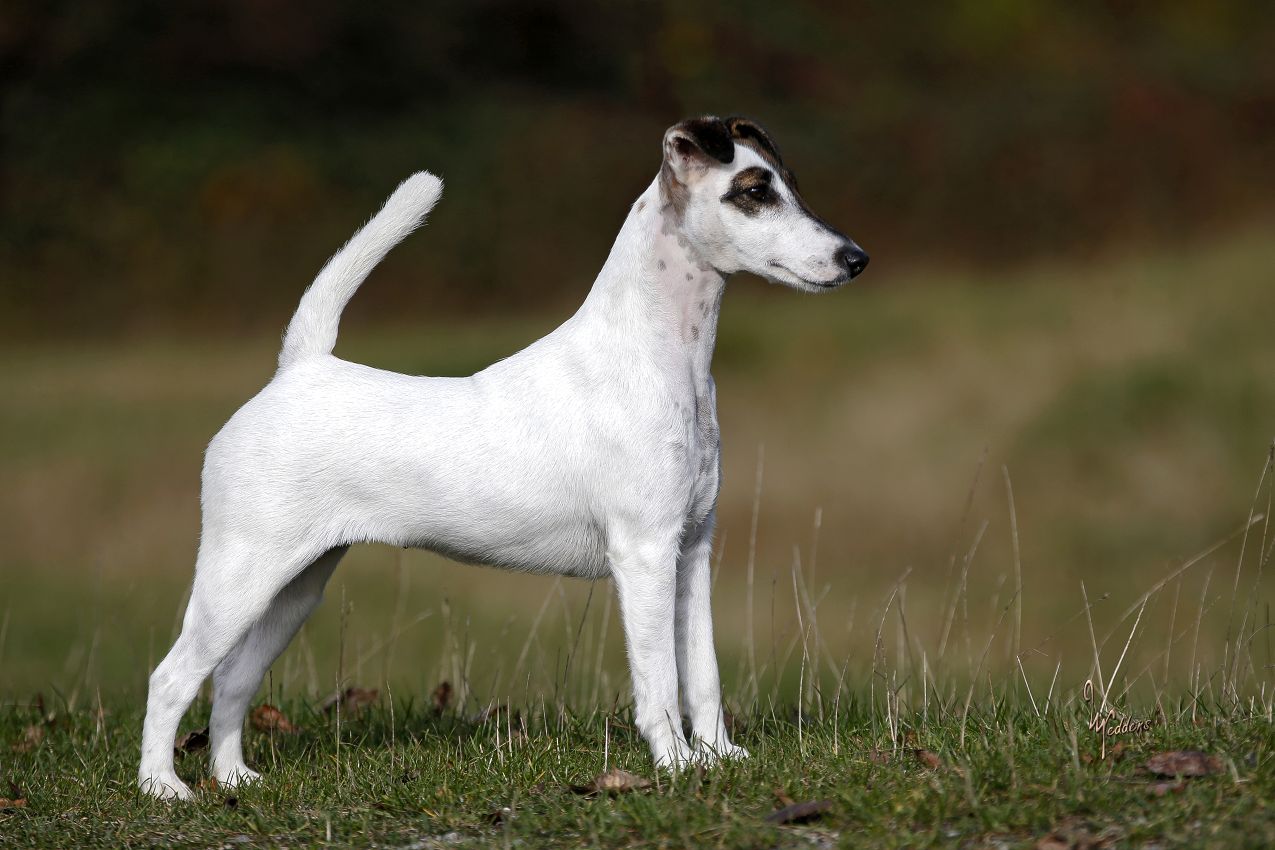 Bild: Foxterrier Cher v.d. Bismarckquelle