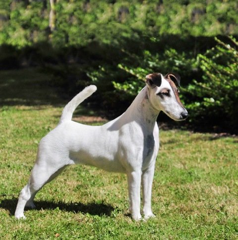 Glatthaar Foxterrier Vanilia v.d. Bismarckquelle