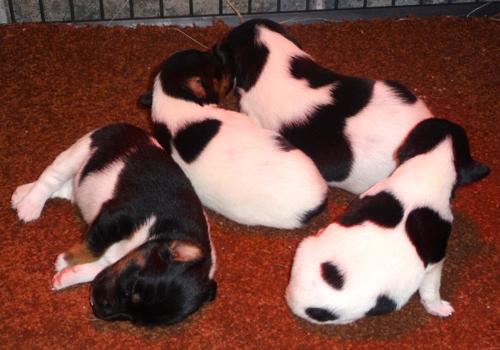 Glatthaar Foxterrier Welpen